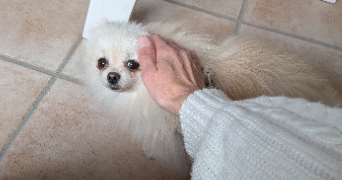 alexandra pet sitter à GRASSE 06130_4
