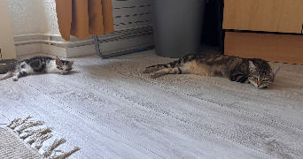 melyne pet sitter à BOURGES 18000_5