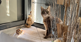 marie cat sitter à BANNE 07460_1