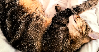 laura pet sitter à ANGERS 49000_1