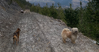 maéva pet sitter à Mende 48000_2