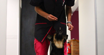 oliana pet sitter à Limoges 87000_1