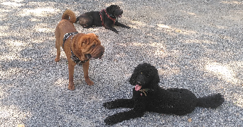 christine pet sitter à YZEURE 03400_2