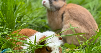 jennah pet sitter à VANDOEUVRE LES NANCY 54500_6