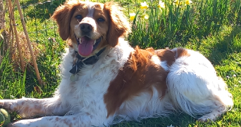 sébastien pet sitter à ST JOUIN BRUNEVAL 76280_0