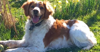 sébastien pet sitter à ST JOUIN BRUNEVAL 76280