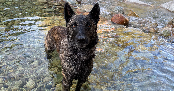 julie pet sitter à APREMONT 73190_3