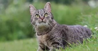 maéva pet sitter à BRIORD 01470