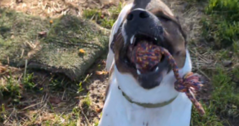 flavie pet sitter à CHAMPENOUX 54280_2