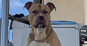 oceane  pet sitter à BOURGES 18000_6