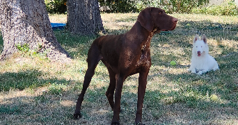 floriane pet sitter à THEZIERS 30390_0