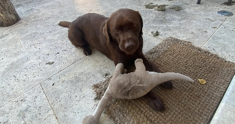 adèle dog sitter à GAMBAISEUIL 78490_1