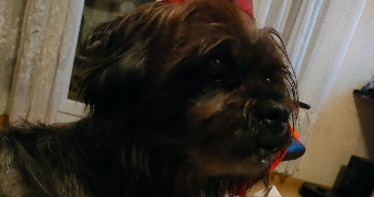 marie-dominique pet sitter à AJACCIO 20090_6