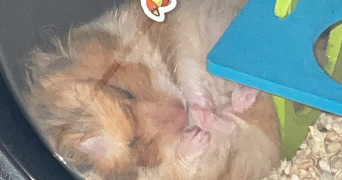 josiany  pet sitter à TOULOUSE 31400_8