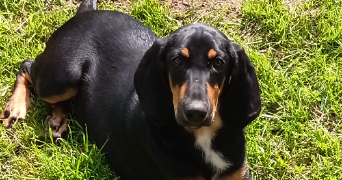 anne dog sitter à ST QUINTIN SUR SIOULE 63440_2