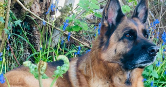 laure pet sitter à AMBAZAC 87240_1