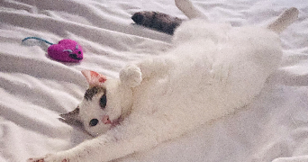 anna pet sitter à ROQUEBRUNE CAP MARTIN 06190_4