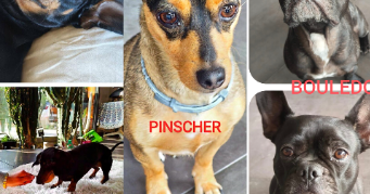 huan dog sitter à FARAMANS 01800_10