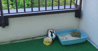 benoît pet sitter à HAUBOURDIN 59320_3