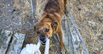 stérenn pet sitter à PLUGUFFAN 29700_8