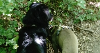 LISE pet sitter à VIROFLAY 78220_2