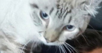 sébastien pet sitter à ISSY LES MOULINEAUX 92130_3