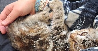 maëlis pet sitter à L ISLE JOURDAIN 32600_1