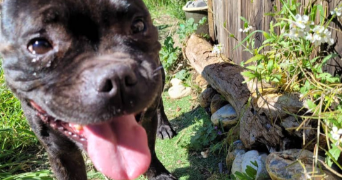cassandre pet sitter à VILLELONGUE DE LA SALANQUE 66410_1