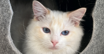 alicia pet sitter à PARIS 02 75002_3
