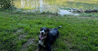 mélodie pet sitter à KINGERSHEIM 68260_2