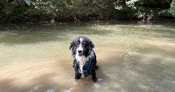 cassandra pet sitter à MARCHEPRIME 33380_2