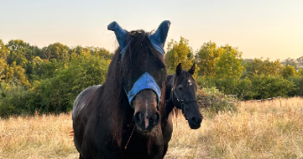 nora pet sitter à COMMENTRY 03600_2