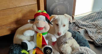 bertrand dog sitter à Achenheim 67204_12