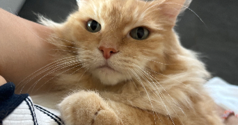 lisa pet sitter à STRASBOURG 67000_3