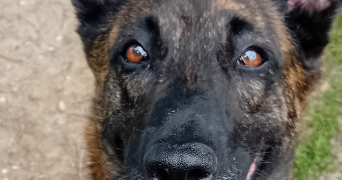 jennifer pet sitter à LILLEBONNE 76170_4