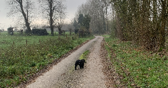léa pet sitter à MONCHY BRETON 62127_2