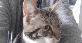 Lauriane pet sitter à NANTES 44300_3