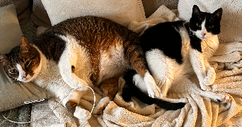 julie pet sitter à FREJUS 83600_5