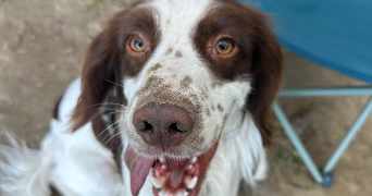 zoé pet sitter à MONTELIMAR 26200_1