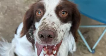 zoé pet sitter à MONTELIMAR 26200
