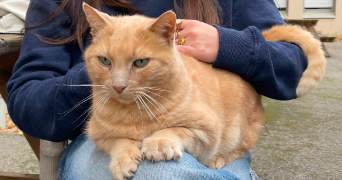 léa pet sitter à MONTPELLIER 34000_2