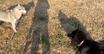 soline pet sitter à Lannion 22300_4