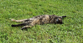 julia pet sitter à ARTIGUES PRES BORDEAUX 33370_2