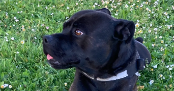 laetitia pet sitter à NORGES LA VILLE 21490_2