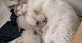 laurentz pet sitter à EPINAY SUR SEINE 93800_3