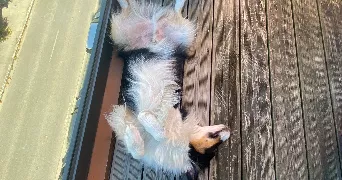 lena pet sitter à STE EULALIE 33560