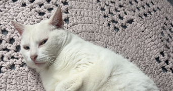 chantal pet sitter à PORT JEROME SUR SEINE 76330_0