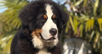 isabelle pet sitter à ST ETIENNE 42000_0