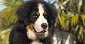 isabelle pet sitter à ST ETIENNE 42000