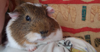 marion pet sitter à CHARBONNIERES LES BAINS 69260_1
